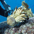 A giugno torna il Corso di Biologia Marina a Punta Campanella: come iscriversi 