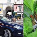 Amalfi, denunciato 30enne: nascondeva 28 grammi di marijuana nel marsupio 