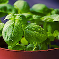 Basilico, profumo e salute: un alleato per digestione e benessere