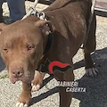 Cane denutrito e rinchiuso in un box abusivo: la scoperta dei Carabinieri a Castel Volturno 