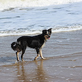 Cane in spiaggia, scoppia lite tra bagnanti a Castellabate: 36enne finisce in ospedale