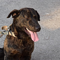 Cane legato e lasciato senza viveri a Castel Volturno: espulso 52enne straniero "irregolare"