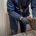 Caserta: smantellata organizzazione criminale specializzata in furti, ricettazione e riciclaggio 