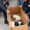 Chiusi in uno scatolone in condizioni critiche e infestati da parassiti: salvati 8 cuccioli a Lercara 