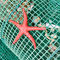 Circa 1000 nasse abusive nell'Area Marina Protetta Regno di Nettuno, maxi sequestro a Forio 