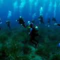 Conoscere e studiare gli habitat sommersi, in estate il nuovo Corso di Biologia Marina a Punta Campanella
