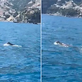 Costiera Amalfitana, ben due avvistamenti di foca monaca nelle acque di Positano 