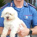 Cucciolo rapito per un riscatto: blitz dei Carabinieri a Giugliano, maltese torna sano e salvo a casa