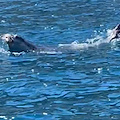 Da Massa Lubrense a Capri e Ischia: l'emozionante viaggio della Foca monaca nel Golfo di Napoli