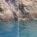Da Punta Campanella a Capri: nuovo avvistamento eccezionale della rara Foca monaca mediterranea! 
