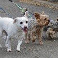 Dog Day a Vietri sul Mare: domenica una festa per gli amici a 4 zampe