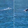 Foca monaca avvistata nel Golfo di Napoli, terzo avvistamento in poche settimane 