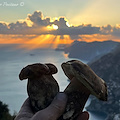 Funghi, tesori del bosco ricchi di proteine e minerali