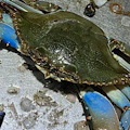 Granchio blu in Campania, prosegue il monitoraggio dell’Osservatorio Genenvet della Federico II di Napoli 