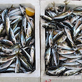 Il pesce, tesoro del mare e pilastro della dieta mediterranea
