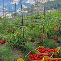 Il pomodoro, un alleato naturale per benessere e vitalità