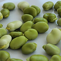 La fava: proteine, sali minerali e benefici per reni e vie urinarie