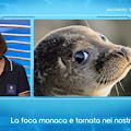 La Foca Monaca su Geo: il programma di Rai3 dedica un servizio agli avvistamenti nell'Area Marina Protetta Punta Campanella 