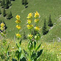 La genziana, il tonico naturale dei pascoli montani
