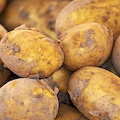 La patata, tesoro del Perù diventato alimento universale