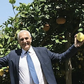 Limoneti di Amalfi patrimonio FAO, Caputo: “Un riconoscimento mondiale per l’agricoltura della Campania”