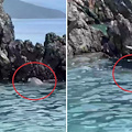 Nuovo avvistamento di Foca monaca in Campania: le immagini dalle acque del Cilento 