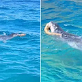 Nuovo avvistamento di Foca monaca: le immagini dalle acque di Sant'Angelo d'Ischia
