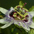 Passiflora: il rimedio naturale contro ansia e insonnia