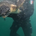 Pesaro, rilasciati tre esemplari di tartaruga marina “Caretta Caretta”