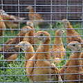 Prima morte negli Stati Uniti da influenza aviaria mutata H5N1