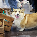 Quattrozampeinfiera Napoli 2025: un weekend indimenticabile per tutti gli amanti degli animali