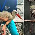 Ritorno alla natura: cicogna bianca liberata dopo mesi di riabilitazione al CRAS Federico II