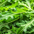 Rucola, l’alleata verde che porta energia e benessere in tavola