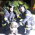 Salerno, Aris cade in un canale a Ogliara, salvato dai Vigili del Fuoco