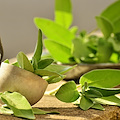 Salvia, la pianta che cura, profuma e dona equilibrio