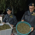 Scoperta maxi serra di cannabis sui Monti Lattari: sequestrata oltre una tonnellata di droga