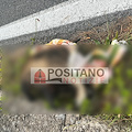 Tasso investito a Tordigliano, ennesima vittima della velocità in Costiera Amalfitana