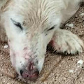 Tramonti, cane ferito con arma da fuoco: Nebbia lotta per la vita