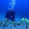 Un nuovo progetto di riforestazione di posidonia oceanica nell'Area Marina Protetta Regno di Nettuno 