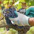 Vendemmia, Confagricoltura Campania: “Aziende vitivinicole a rischio per mancanza di manodopera”