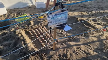 A Battipaglia nascono 23 tartarughe "Caretta Caretta": un evento eccezionale per la città 