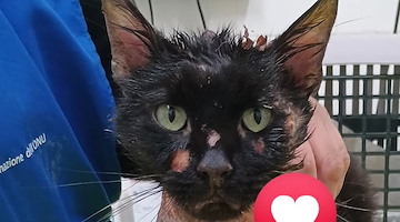 Addio a Pasqualino, il gattino ustionato con l’acido a Serino non ce l'ha fatta