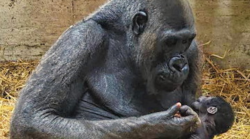 Allo Zoosafari di Fasano è nato un cucciolo di gorilla, il primo in Italia dopo 50 anni 