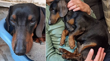 Baloo scomparso da giorni a Vico Equense, l’appello della famiglia: “Aiutateci a riportarlo a casa”