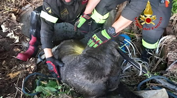 Cane cade in un pozzo a Giffoni Valle Piana: provvidenziale l'intervento dei Vigili del fuoco 