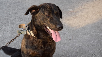 Cane legato e lasciato senza viveri a Castel Volturno: espulso 52enne straniero "irregolare"