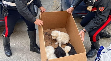 Chiusi in uno scatolone in condizioni critiche e infestati da parassiti: salvati 8 cuccioli a Lercara 
