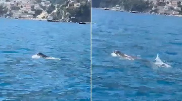 Costiera Amalfitana, ben due avvistamenti di foca monaca nelle acque di Positano 