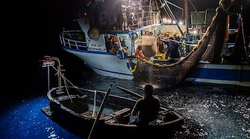 Costiera Amalfitana: dal Gal Pesca Approdo di Ulisse un progetto per la tutela del novellame