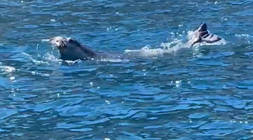 Da Massa Lubrense a Capri e Ischia: l'emozionante viaggio della Foca monaca nel Golfo di Napoli